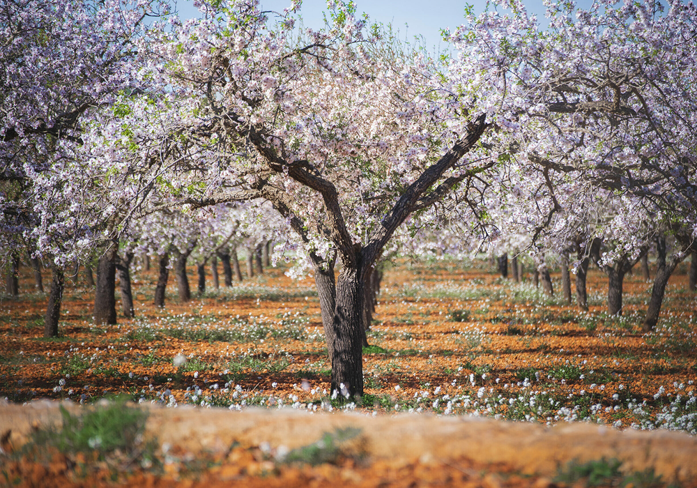 Santa Ines redimenzionada