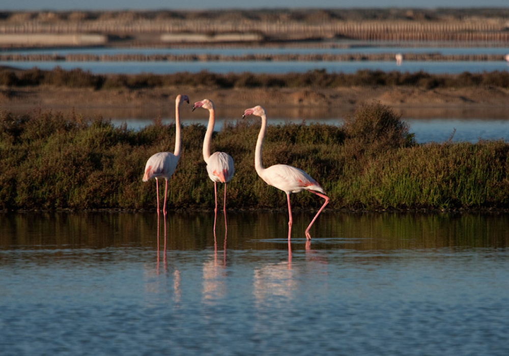 flamencos salinas redimenzionadas