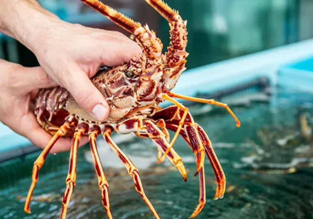 imagen redimenzionada 4 gastronomia de ibiza