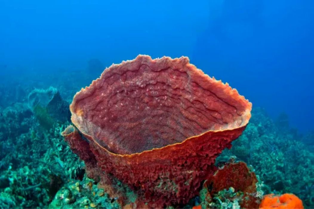 islasdelrosario2141.jpg-158cc7b7efb2347478d69edcac4116c7