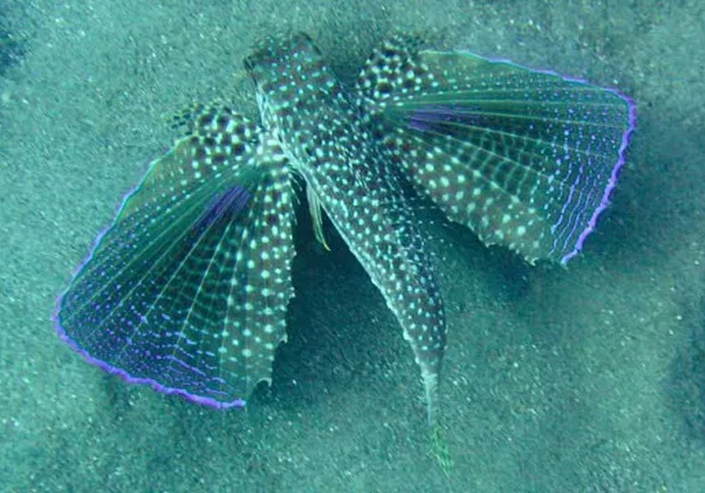 redimenzionada imagen 2 de aquarium cap blanc